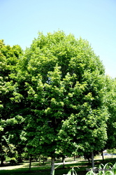 Acer saccharum 'Legacy' — photo 5